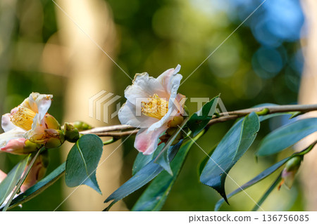Beautiful camellia branches blooming as the season changes from winter to spring 136756085