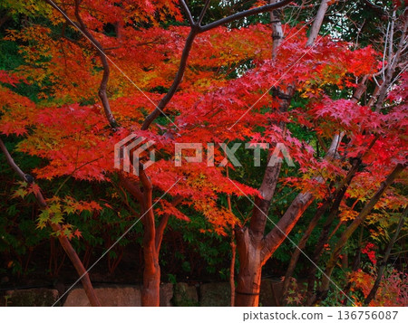 名古屋的秋天:白鳥園清波亭茶室的秋葉 名古屋的秋天:白鳥園清波亭茶室的秋葉 136756087
