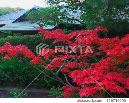 名古屋的秋天：白鳥園清波亭茶室的秋葉 136756090