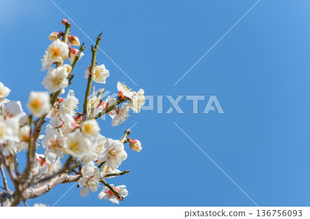 White plum blossom branches against the blue sky and ample copy space 136756093