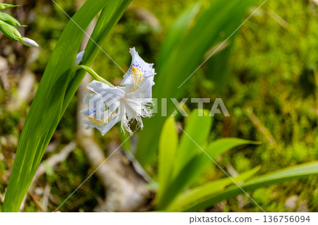 A delicate Iris iris flower blooming quietly in a garden bathed in sunlight filtering through the trees 136756094