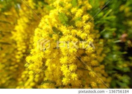 A cluster of vibrant yellow mimosas in full bloom 136756184