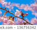 Kawazu cherry blossoms in full bloom and buds shining against the clear blue sky 136756342