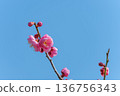 Red plum blossoms blooming gracefully one by one under the blue sky 136756343