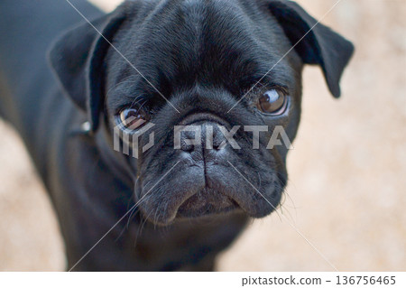Close-up of black pug muzzle Close-up of black pug muzzle 136756465