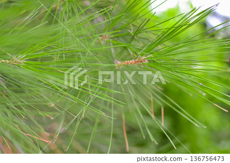 Close-up of pine coniferous tree branches Close-up of pine coniferous tree branches 136756473