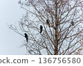 A flock of crows perched on the branches of a dead tree against the winter sky 136756580
