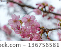 A close-up of the vibrant pink Kawazu cherry blossoms that herald the arrival of spring 136756581