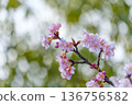 Cherry blossom branches shining against the soft sunlight filtering through the trees and green bokeh 136756582