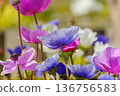 Colorful anemones blooming in the spring light 136756583