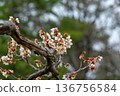 White plum blossoms color the season as winter turns to spring 136756584