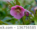 The beautiful winter lady, Christmas rose, with its calm pink color 136756585