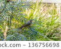 A brown-eared bulbul perched on a branch in a shrub, keeping an eye on its surroundings 136756698