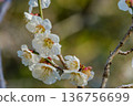 White plum blossoms blooming in the soft light of early spring 136756699