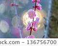 Red plum blossoms shining in the fantastic bokeh of the evening light 136756700