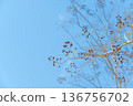 A clear blue winter sky and the fruit of a plant remaining on the delicate tip of a branch 136756702