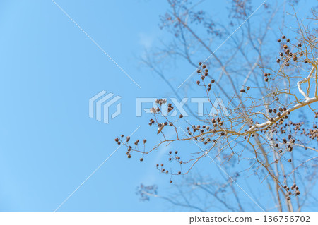 A clear blue winter sky and the fruit of a plant remaining on the delicate tip of a branch 136756702