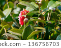 Camellia buds waiting to bloom among the glossy green leaves 136756703