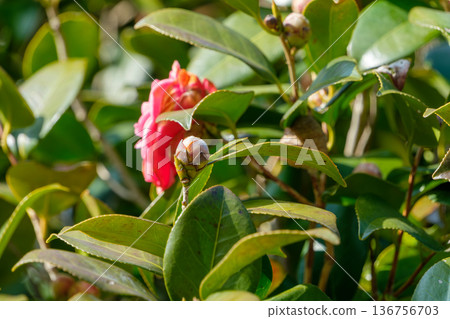 Camellia buds waiting to bloom among the glossy green leaves 136756703