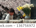 Spring remembrance during Higan with child offering flowers under cherry blossoms 136756972