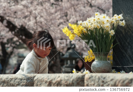 Spring remembrance during Higan with child offering flowers under cherry blossoms 136756972