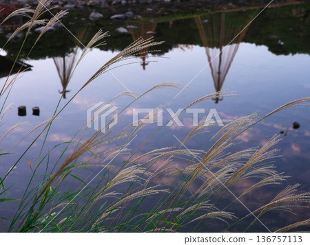 Autumn in Nagoya, Shiratori Garden, the evening sky and silver grass reflected in the water 136757113
