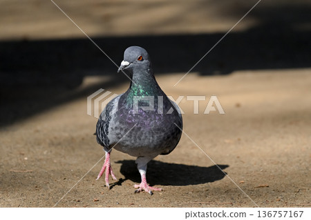 公園裡的鴿子 公園裡的鴿子 136757167