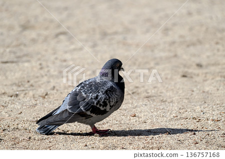 Pigeon in the park 136757168