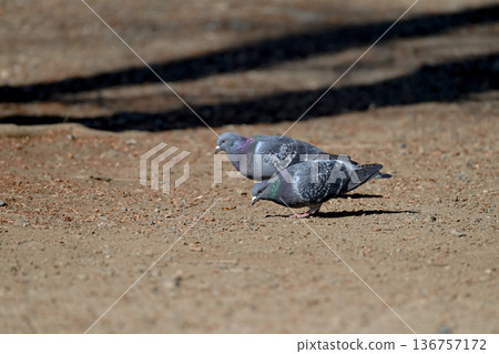Pigeon in the park 136757172