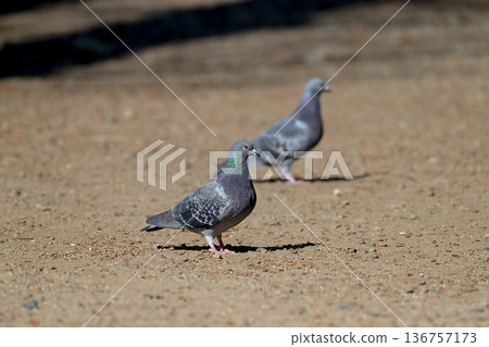 Pigeon in the park 136757173