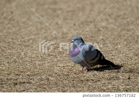 Pigeon in the park Pigeon in the park 136757182