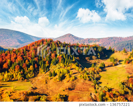 rural area in carpathian mountains autumn landscape on a sunny afternoon. beautiful countryside scenery ukraine with rolling hills under blue sky. picturesque grassy pasture on the slope near forest 136757221