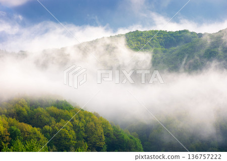 mountain landscape with cold fog during forenoon. low clouds evaporating over the forested hill. idyllic outdoor scenery in spring for remote highland ecotourism. wonderful greenery of carpathians mountain landscape with cold fog during forenoon. low clouds evaporating over the forested hill. idyllic outdoor scenery in spring for remote highland ecotourism. wonderful greenery of carpathians 136757222