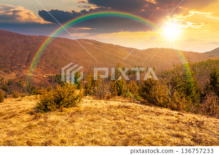 carpathian mountains in early spring at sunset. tree stumps on rolling hills in evening light. forest clearing. deforestation landscape under blue sky. hope, expectation, new beginning, bright future 136757233