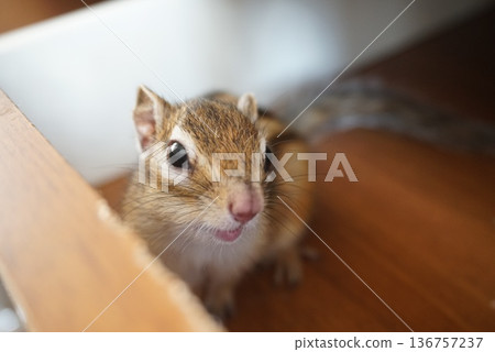 Squirrel looking over here 136757237