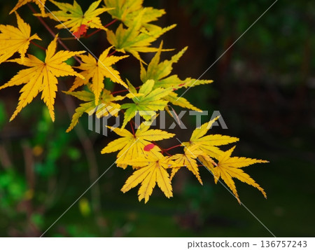 Autumn in Nagoya: Yellow leaves of maple trees at Shiratori Garden 136757243