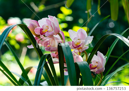 Blooming pink Cymbidium orchid flowers with green leaves. Blooming pink Cymbidium orchid flowers with green leaves. 136757253