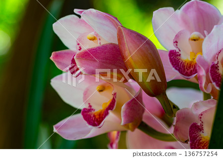 Bunch of beautiful pink Cymbidium Orchid flowers blossoming in summer season, Bunch of beautiful pink Cymbidium Orchid flowers blossoming in summer season, 136757254