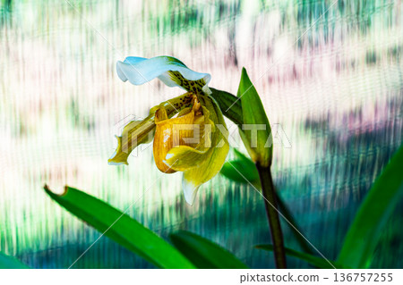 Beautiful blooming rare wild orchids flower, Lady slipper or Paphiopedilum gratrixianum in tropical rainforest of Thailand. Beautiful blooming rare wild orchids flower, Lady slipper or Paphiopedilum gratrixianum in tropical rainforest of Thailand. 136757255