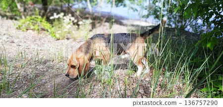 Tricolor Beagle is intensely focused on sniffing the dry, grassy ground outdoors, partially obscured by tall, green blades of grass in the foreground Tricolor Beagle is intensely focused on sniffing the dry, grassy ground outdoors, partially obscured by tall, green blades of grass in the foreground 136757290
