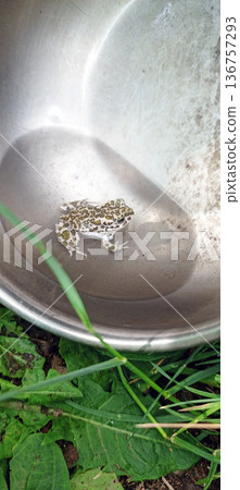 Small, camouflaged toad or frog sitting in a puddle inside a scratched, reflective metal bowl on the ground amidst bright green foliage Small, camouflaged toad or frog sitting in a puddle inside a scratched, reflective metal bowl on the ground amidst bright green foliage 136757293
