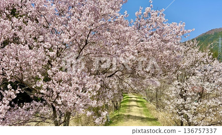 A row of cherry trees in full bloom (Koeiganzakura) shining against the blue sky of early spring (Shitara Town, Kitashitara District, Aichi Prefecture) 136757337