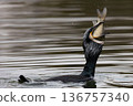 Cormorant? 2 136757340