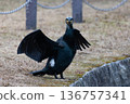 Cormorant? 136757341