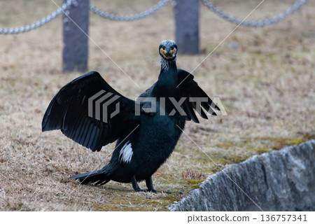 鸕鶿? 鸕鶿? 136757341