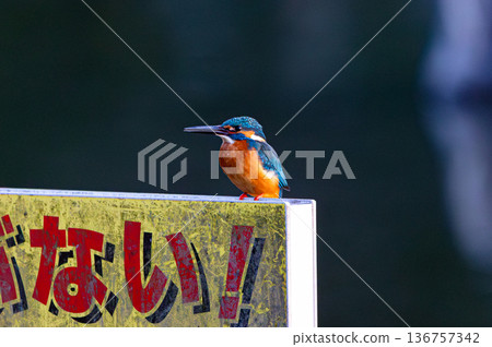 Kingfisher 3 Kingfisher 3 136757342