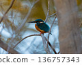 Kingfisher 2 136757343