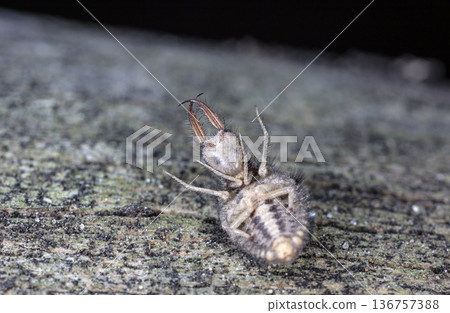 large ant lion, live insect, photo taken in natural habitat large ant lion, live insect, photo taken in natural habitat 136757388