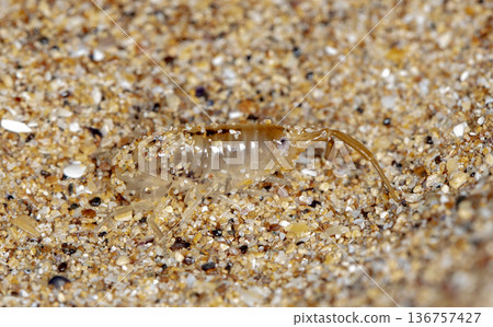 sea flea on the sea sand 136757427