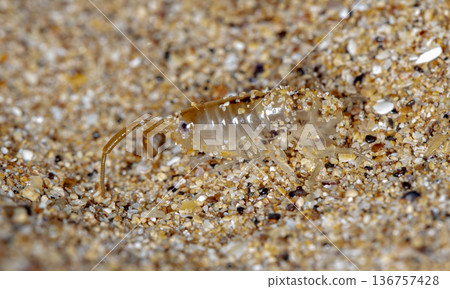 sea flea on the sea sand sea flea on the sea sand 136757428